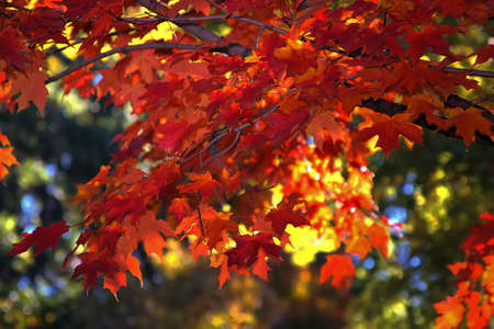 Orange and red Fall leaves of Indiana の写真素材