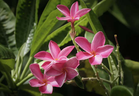 Pink plumeria flower の写真素材