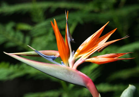 Bird of Paradise Flower with Green Backgroundの写真素材