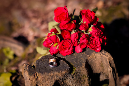 wedding rings on a tree stump with red roses in the backgroundの素材