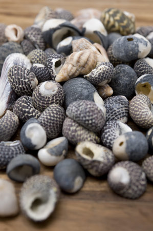 Pile of sea shells on a wooden background