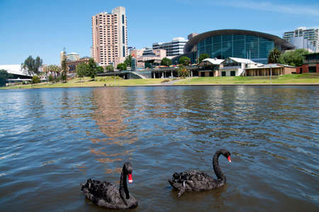 Black Swans on the Torrens Lake with the Adelaide Skyline in the backgroundのeditorial素材