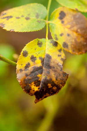Close up of the black spot disease (Diplocarpon rosae) on a rose leafの写真素材