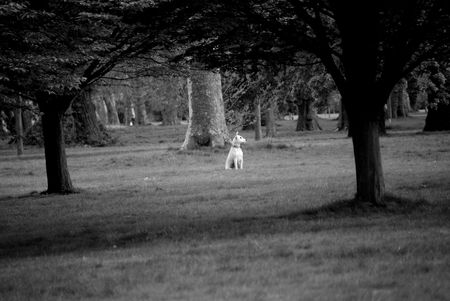 White dogの写真素材