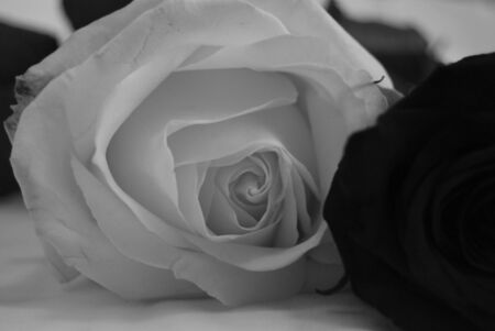 white roseの写真素材