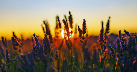 The most beautiful lavender flowers sunriseの写真素材