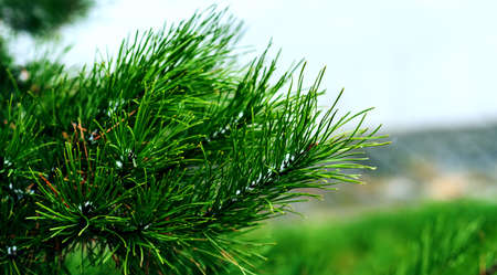 Conifer with flakes of the first snow. The branches of a pine tree. Long needlesの写真素材