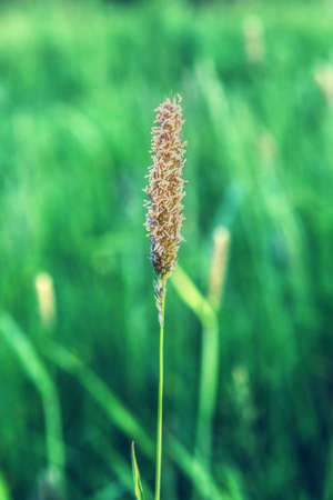 Image of wild grass in nature - Timothy-grass (Phleum pratense) closeupの写真素材