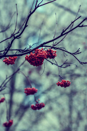 Red berries of a mountain ash on a blurred background of autumn forest.の写真素材