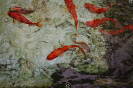 Beautiful blur background with fish in a pond with water and bubbles.の写真素材