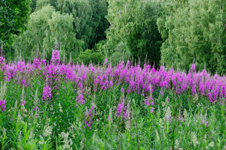 summer pink flovers in moscow park in summer timeの写真素材