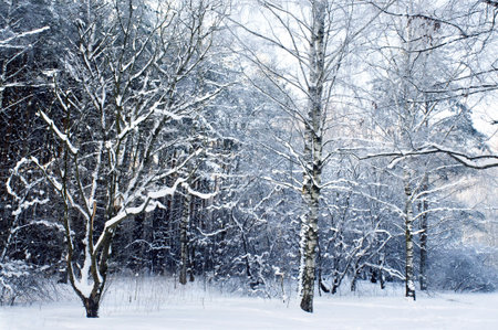 KINGDOME OF WINTERの写真素材