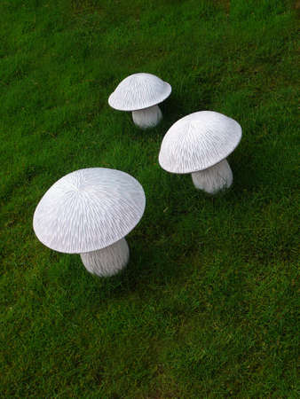 Three white mushrooms on green grass.の写真素材