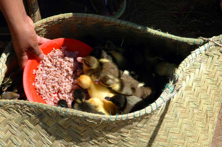 Chicken eating in a basket.の写真素材