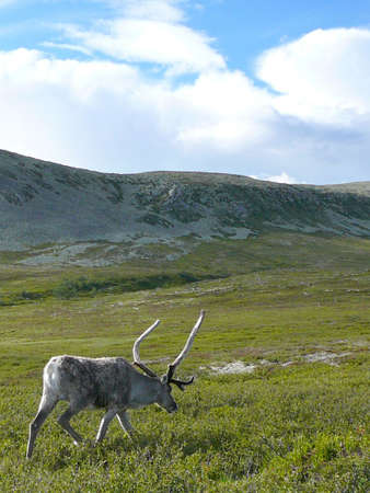 A reindeer walking on a mountain top.の写真素材