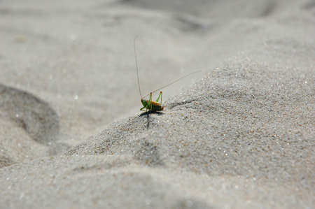 A grasshopper is sitting in the sand waitingの写真素材