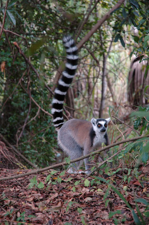 A Lemur is walking on the ground towards the right.