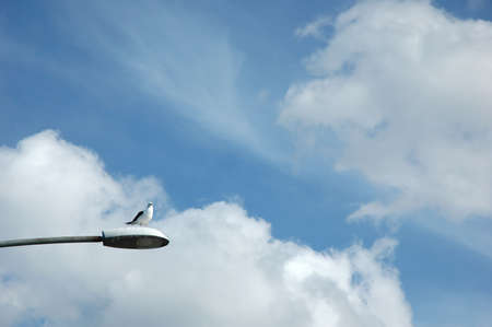 A seagull is resting in the sun atop a lamp post against a blue and white sky.の写真素材