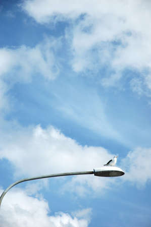 A seagull is resting in the sun atop a lamp post against a blue and white sky.の写真素材