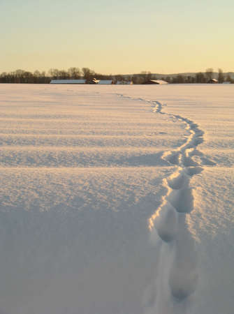 A couple of tracks in the snow is leading towards a building.の写真素材