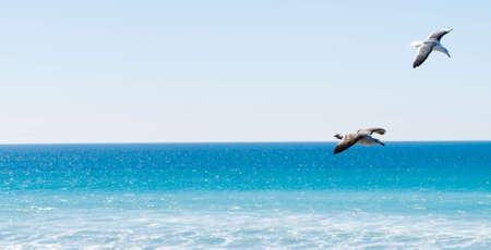 Blue Ocean With Seagullsの写真素材