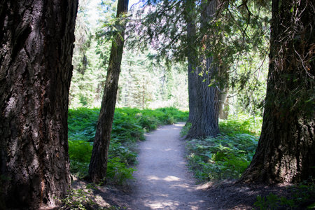 Wilderness Pathの写真素材