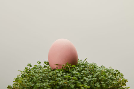 chicken easter egg grass isolated