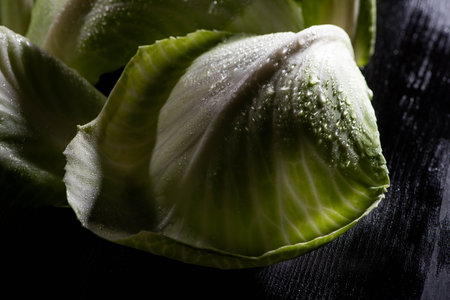 wet green cabbage leaves dropsの写真素材
