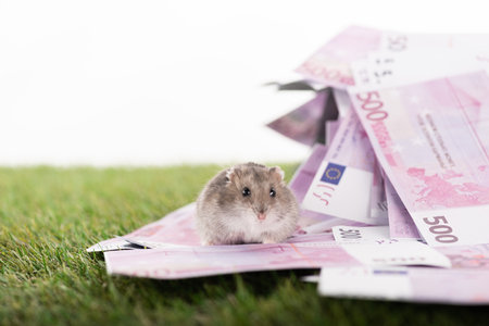 selective focus furry hamster euroの写真素材
