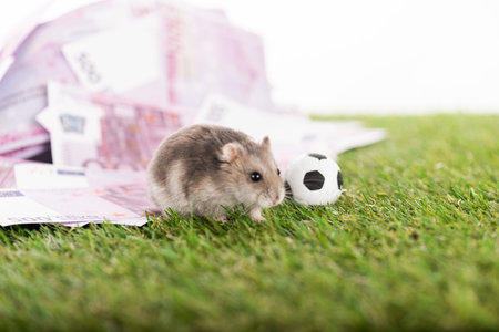 selective focus little hamster euroの写真素材