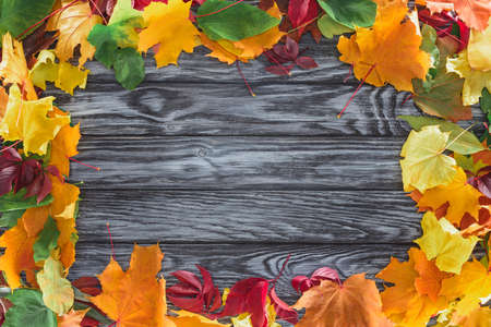 top view frame autumnal mapleの写真素材