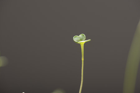 selective focus microgreen green leavesの写真素材