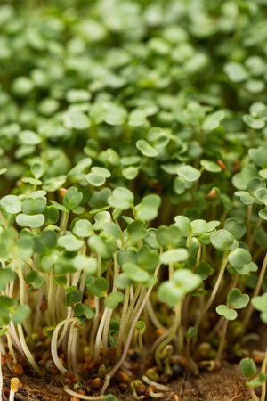 high angle view microgreens seeds
