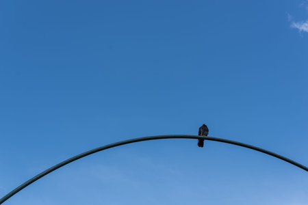 low angle view pigeon arch