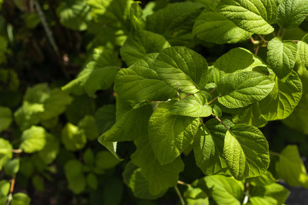 close view green plant leaves