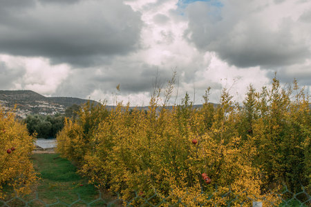 yellow plants wildflowers grey cloudy