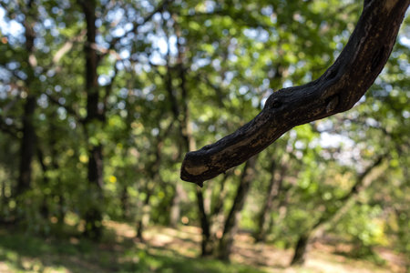 close view dry branch treeの写真素材