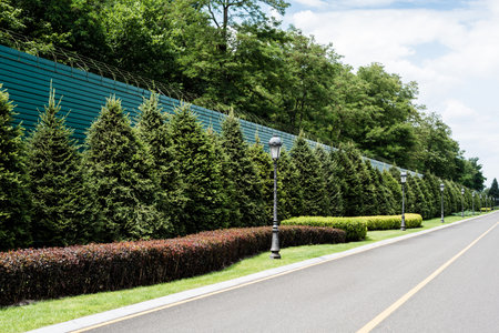 yellow line road green trees