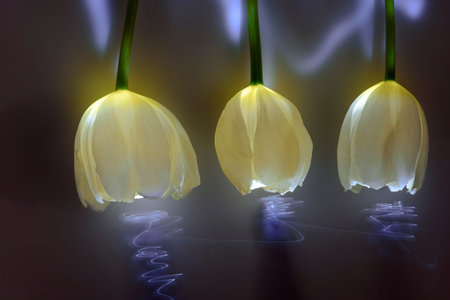 beautiful tulip flowers neon light