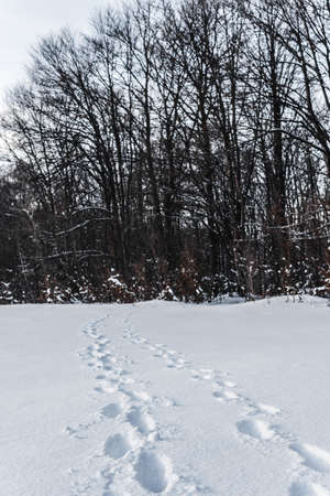high trees winter forest tracesの写真素材
