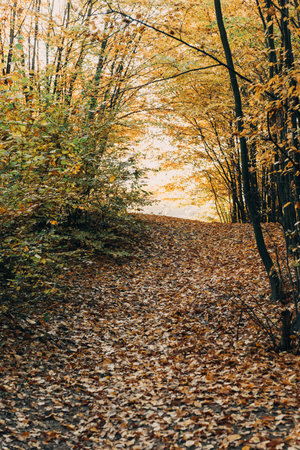 fallen golden leaves pathway autumnの写真素材