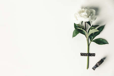 Flat-lay of Beautiful peony flower taped on white backgroundの写真素材