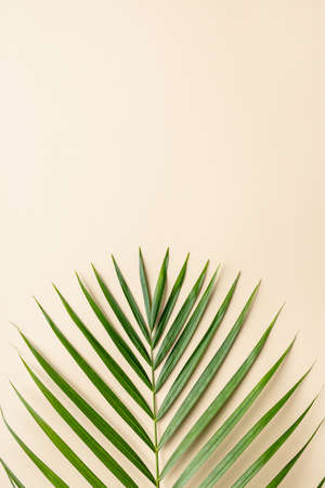 Tropical palm leaves on color background. Summer concept.の写真素材