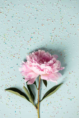 Flat-lay of Beautiful peony flower over pastel blue backgroundの写真素材