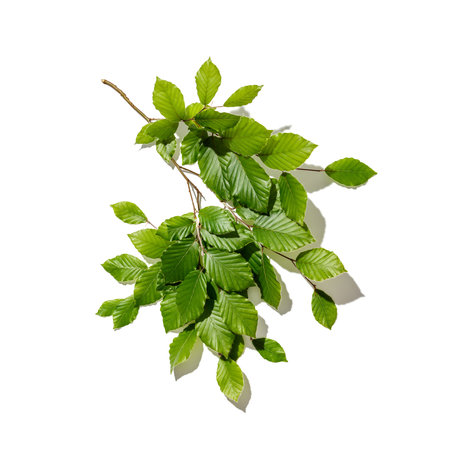 Tree branch with fresh leaves on white backgrount