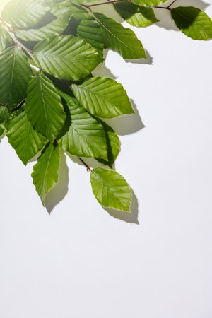 Tree branch with fresh leaves on white backgrountの写真素材