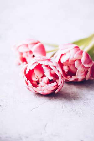 Pastel pink tulips on shabby chic backgroundの写真素材