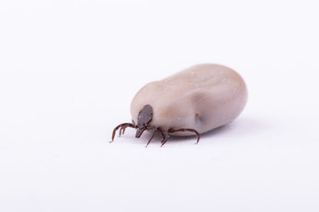 Tick Danger insect