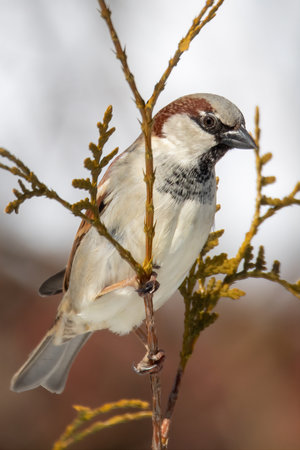 beautiful small bird house sparrow in winterの写真素材