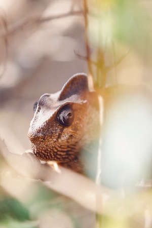 Malagasy giant chameleon, Madagascarの写真素材